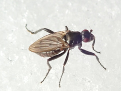Crumomyia nitida