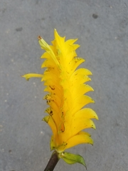 Aphelandra squarrosa