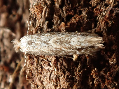 Phyllonorycter issikii