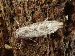 Phyllonorycter issikii