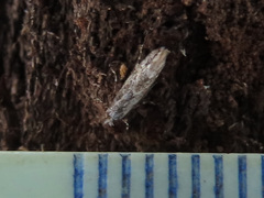 Phyllonorycter issikii