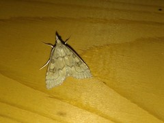 Udea fulvalis