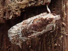 Agonopterix hypericella