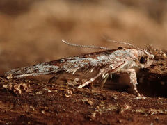 Agonopterix hypericella