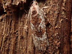 Agonopterix hypericella