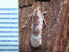 Agonopterix hypericella