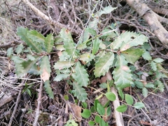 Quercus × cerrioides