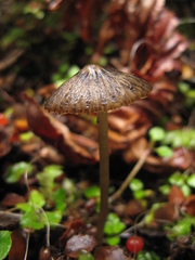 Pseudohydropus parafunebris
