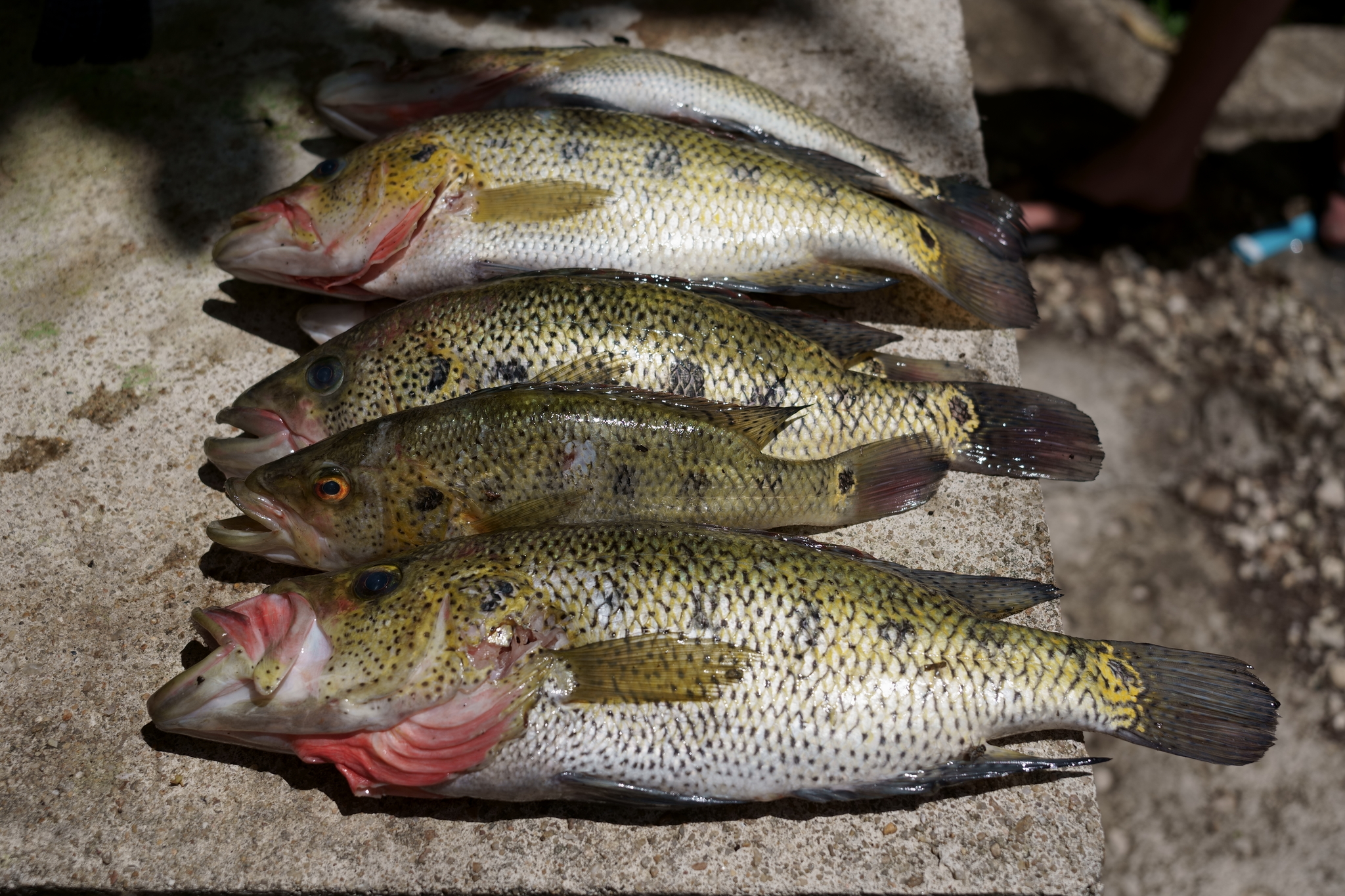 Giant cichlid