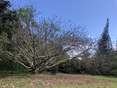 Pseudobombax ellipticum