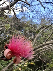 Pseudobombax ellipticum