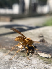 Gyrostoma