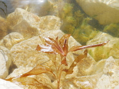 Potamogeton coloratus