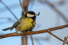 Parus major