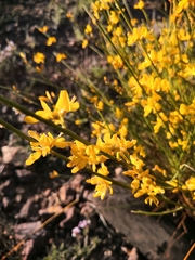 Genista spartioides