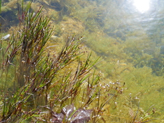 Juncus heterophyllus