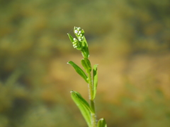 Myosotis welwitschii