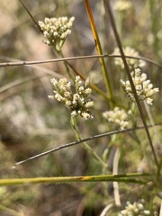Helichrysum polycladum
