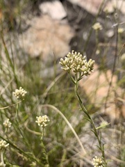 Helichrysum polycladum