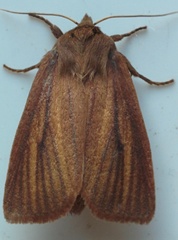 Globia laeta