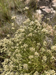 Helichrysum polycladum