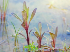 Lysimachia ephemerum