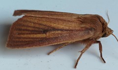 Globia laeta