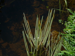 Glyceria declinata
