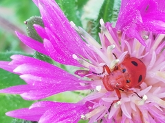 Leptopalpus rostratus