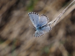 Pseudophilotes panoptes