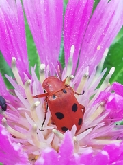 Leptopalpus rostratus