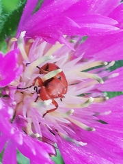 Leptopalpus rostratus