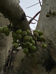 Ficus callosa