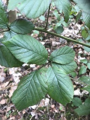 Rubus subtercanens