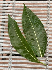 Ficus callosa