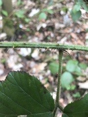 Rubus subtercanens