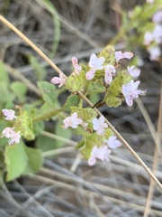 Aeollanthus buchnerianus
