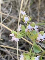 Aeollanthus buchnerianus