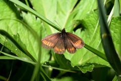 Erebia pharte