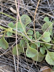 Aeollanthus buchnerianus