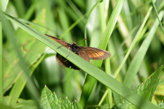 Erebia pharte