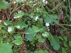Micranthes marshallii