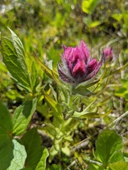 Castilleja parviflora parviflora