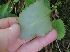 Micranthes marshallii