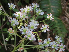 Micranthes marshallii