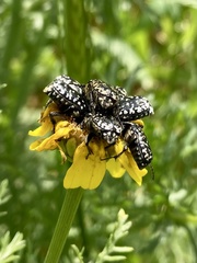 Oxythyrea
