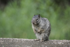 Otospermophilus variegatus variegatus