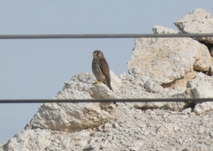 Falco tinnunculus