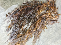 Sargassum horneri