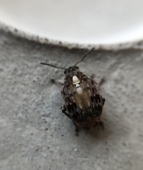 Megabruchidius dorsalis